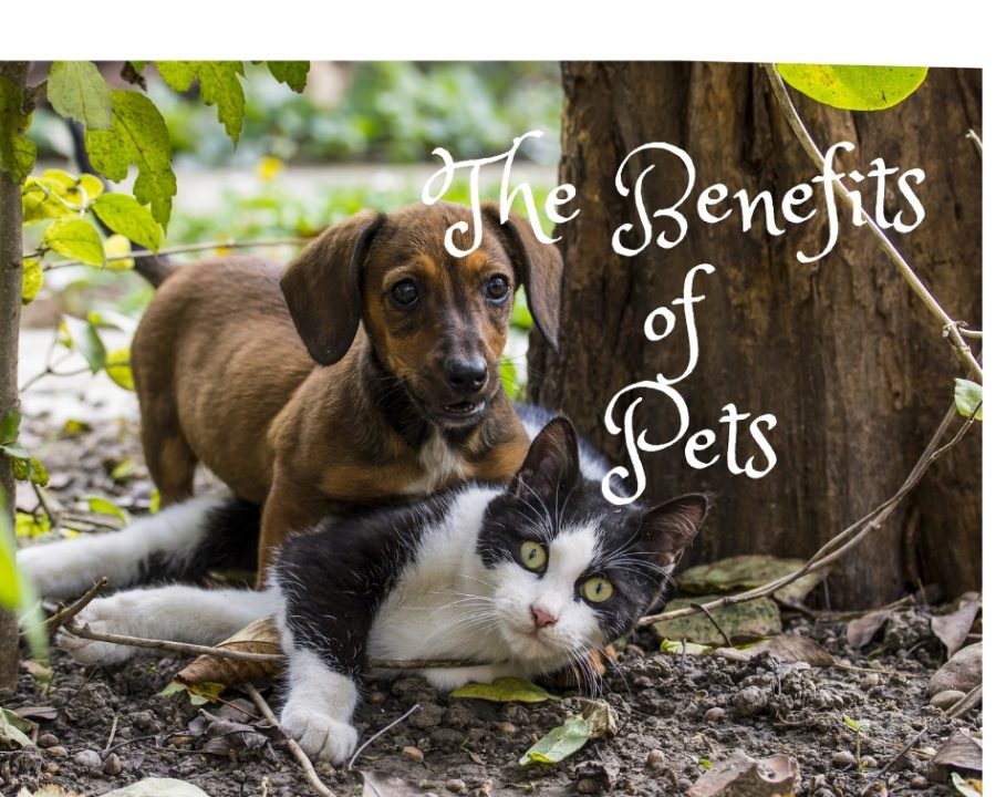 The Benefits of Having Pets